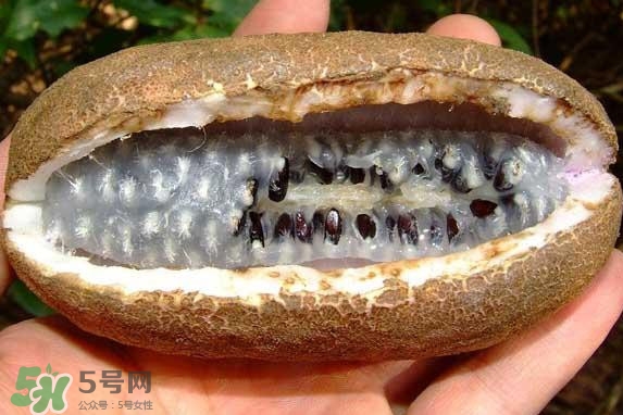 八月瓜的籽可以种吗?,八月瓜籽能吃吗?