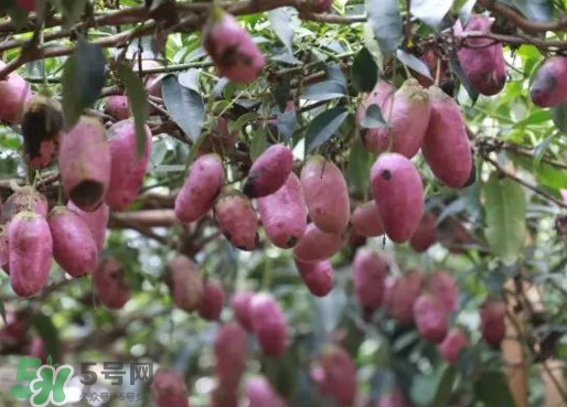 八月瓜有什么营养价值,什么是八月瓜