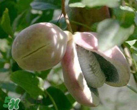 野香蕉好吃吗,野香蕉能吃吗