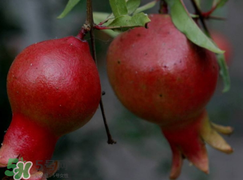 软籽石榴的功效和作用是什么呢,软籽石榴的功效和作用孕妇 软籽石榴的功效和作用是什么呢,软籽石榴的功效和作用孕妇