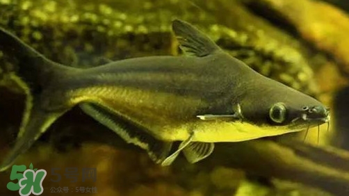 巴沙鱼多少钱一斤市场价2021,巴沙鱼多少钱一斤2021