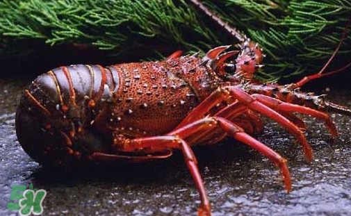 中华锦绣龙虾为什么那么贵,青龙虾和中华锦绣龙虾 中华锦绣龙虾为什么那么贵,青龙虾和中华锦绣龙虾