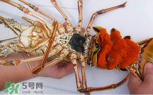 中华锦绣龙虾为什么那么贵,青龙虾和中华锦绣龙虾