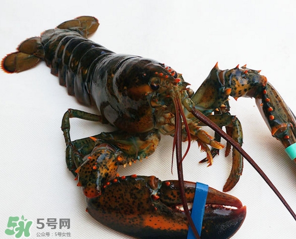 波士顿龙虾是哪里的,波士顿龙虾是哪里的是怎么捕捉的