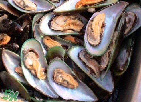 带子有什么营养价值,带子的营养价值及功效和作用 带子有什么营养价值,带子的营养价值及功效和作用