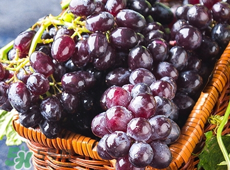 女人吃什么补气血效果最好,女人吃什么补气血最有效的食谱