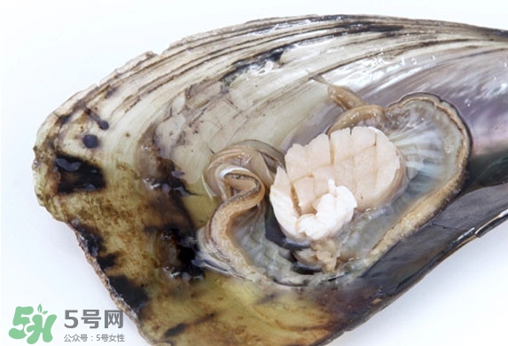 带子和扇贝的区别,带子是扇贝吗