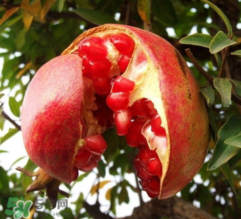 突尼斯软籽石榴来源,突尼斯软籽石榴简介