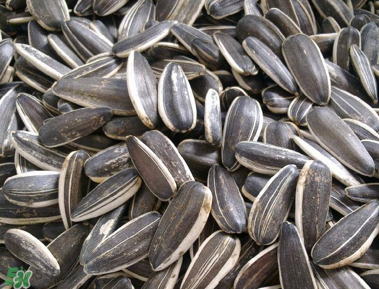 葵花籽致癌是真的吗?致癌食物大盘点,葵花籽会致癌么