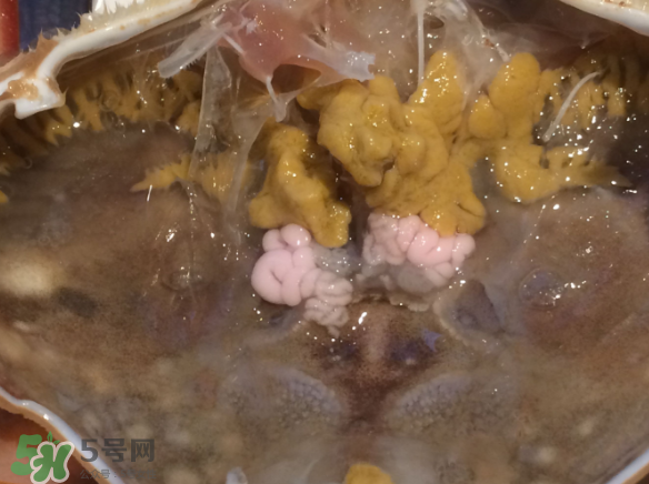 梭子蟹养殖的还是野生的,养殖梭子蟹和野生梭子蟹区别