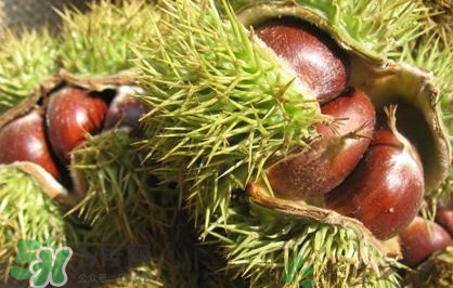 板栗怎么去刺最快方法,板栗刺怎么取出来