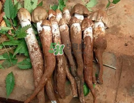 鸡枞菌有什么营养价值,鸡枞菌有什么营养