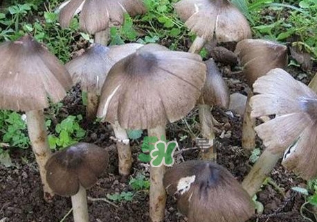 鸡枞菌哪些人不能吃,鸡枞菌能吃吗