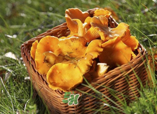 鸡油菌要焯水吗,鲜鸡油菌要飞水 鸡油菌要焯水吗,鲜鸡油菌要飞水