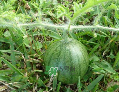 西瓜的栽培季节,西瓜的种植季节