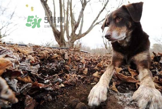 松露怎么采摘,松露采摘时间 松露怎么采摘,松露采摘时间