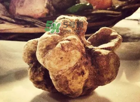 白松露和黑松露哪个好吃,白松露和黑松露哪个好 白松露和黑松露哪个好吃,白松露和黑松露哪个好