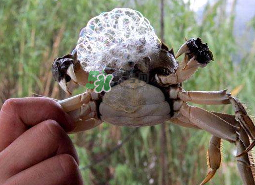 大闸蟹死了会吐泡泡吗,大闸蟹在吐泡泡是不是要死了