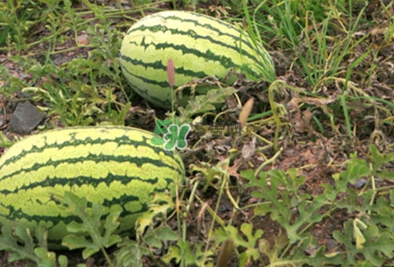 石头瓜有籽吗,石瓜是什么