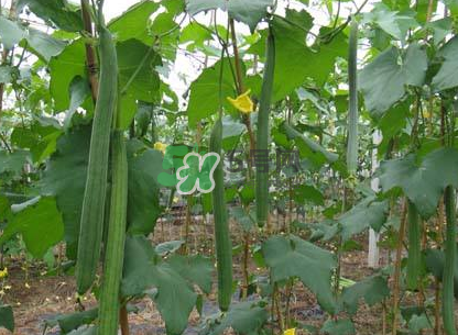 秋天丝瓜有毒吗,秋天的丝瓜有毒吗可以吃吗 秋天丝瓜有毒吗,秋天的丝瓜有毒吗可以吃吗