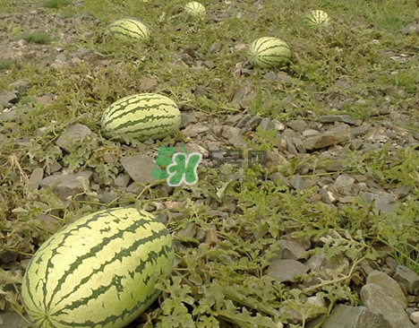 石头瓜多少钱一斤,石头瓜多少钱一斤子