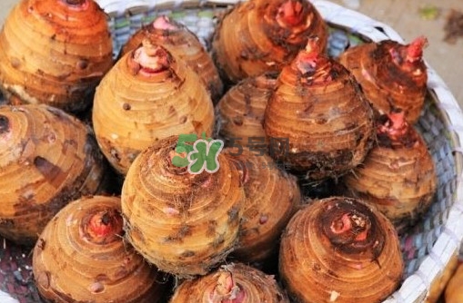 香芋和紫薯有什么区别,紫芋和紫薯的区别