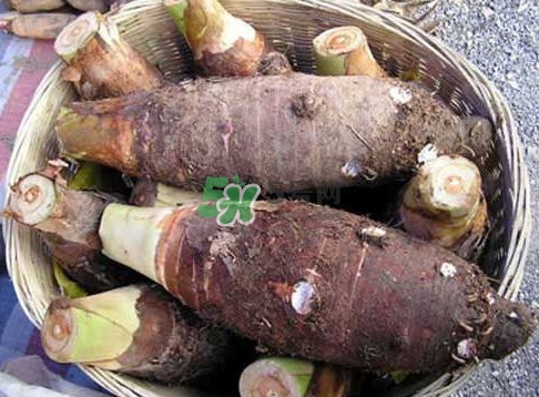 香芋和芋头有什么区别吗,香芋和芋头一样吗