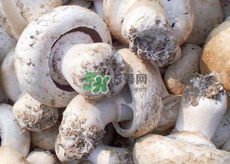 口蘑的图片,口蘑长什么样子图片