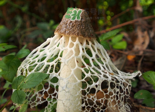 什么样的竹荪不能吃,竹荪不能和什么吃? 什么样的竹荪不能吃,竹荪不能和什么吃?