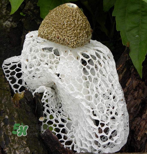 竹荪不能和什么一起吃/同吃,竹荪不能和什么一起吃?