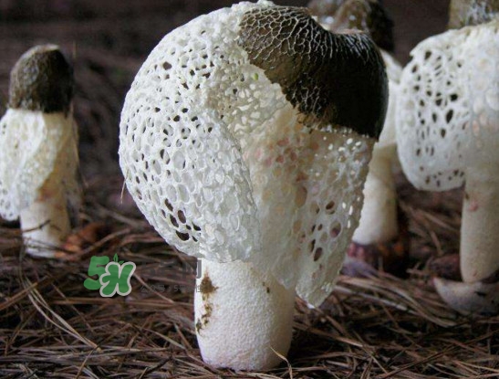 干竹荪怎么保存时间长,干竹荪怎么保存