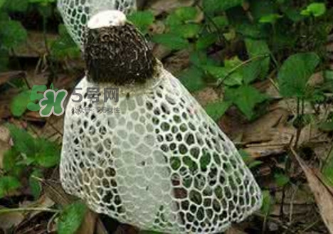 竹荪怎么吃和做法大全,竹荪怎么吃最好 竹荪怎么吃和做法大全,竹荪怎么吃最好