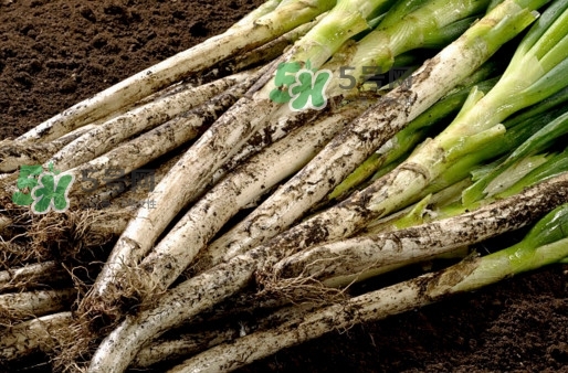 启东大葱什么时候上市,章丘大葱什么时候上市 启东大葱什么时候上市,章丘大葱什么时候上市