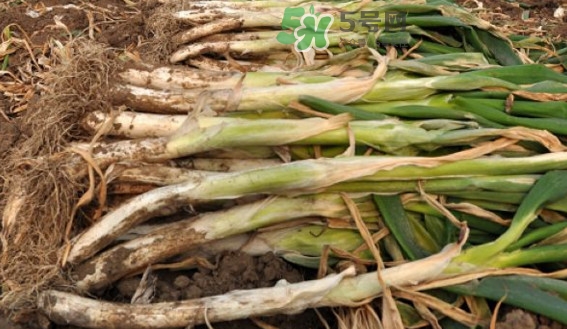 大葱有黄点是什么原因,葱上有黄点是怎么回事? 大葱有黄点是什么原因,葱上有黄点是怎么回事?