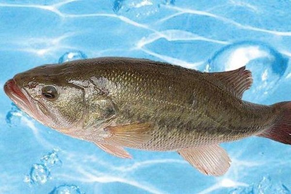 鳜鱼和鲈鱼哪个贵(鳜鱼和鲈鱼哪个贵一些)