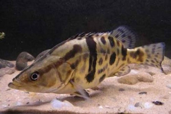 挑选鳜鱼的方法(鳜鱼钓法大全) 挑选鳜鱼的方法(鳜鱼钓法大全)