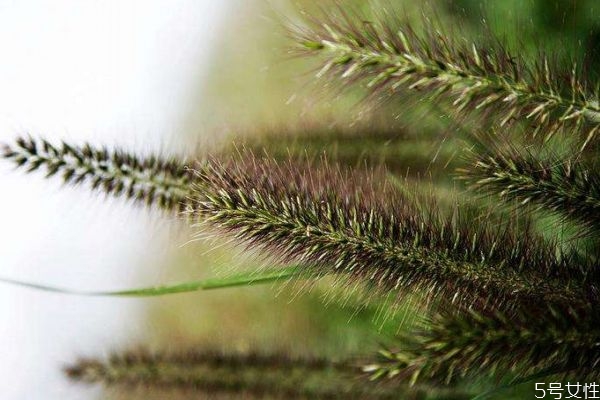 青春痘和普通痘痘的区别,青春痘和粉刺有区别吗 青春痘和普通痘痘的区别,青春痘和粉刺有区别吗