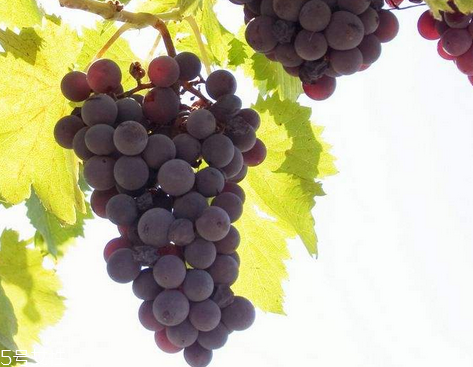 抗衰老注意事项(抗衰老注意事项)