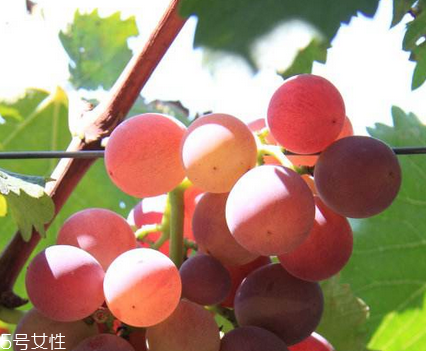 抗衰老小知识(抗衰老小知识女性)