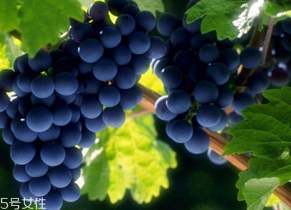 抗衰老食物(抗衰老食物排行榜10强)