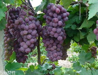 葡萄籽的功效(葡萄籽的功效和作用)