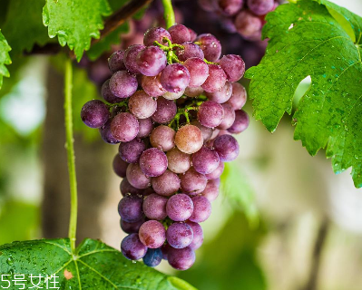 抗衰老好习惯(抗衰老饮食)