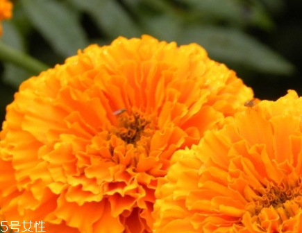 叶黄素适宜人群(叶黄素适合多大的孩子吃)