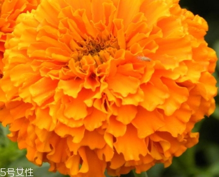 叶黄素防止视力减退(叶黄素能改善视力吗)