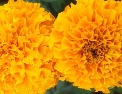 叶黄素是胡萝卜素吗(叶黄素是胡萝卜素吗?)