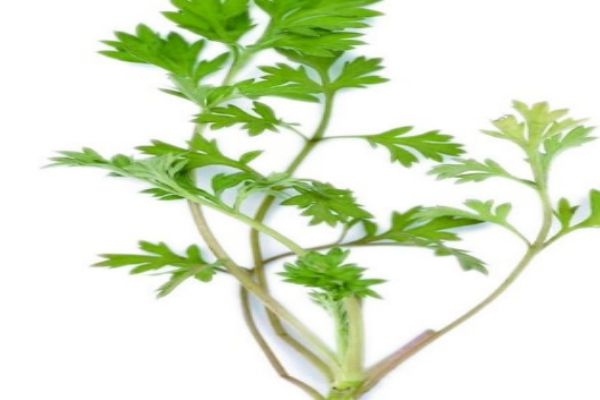 艾叶可以吃吗(艾叶可以吃吗?)