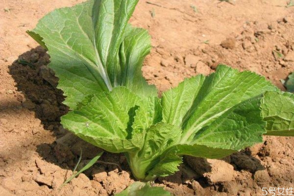 芥菜的生长环境是怎么样的呢(芥菜的种植和管理)
