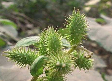 治耳鸣偏方(民间治疗耳鸣偏方快速)