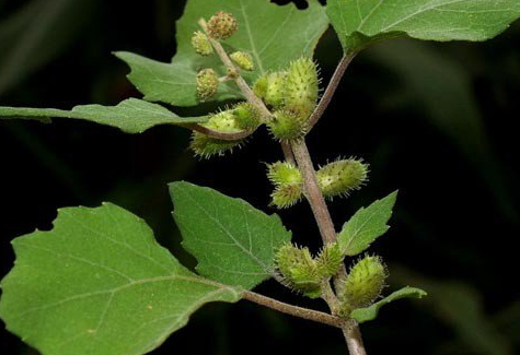 治痔疮的方法(治痔疮用什么方法消肿)