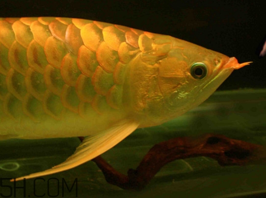 猪肝的营养价值(猪肝的营养价值及危害) 猪肝的营养价值(猪肝的营养价值及危害)